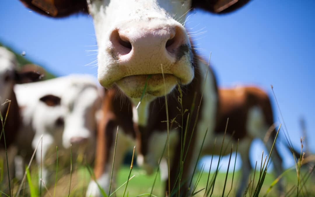 La Flandre va-t-elle enfin sévir contre les déchets sauvages ? 