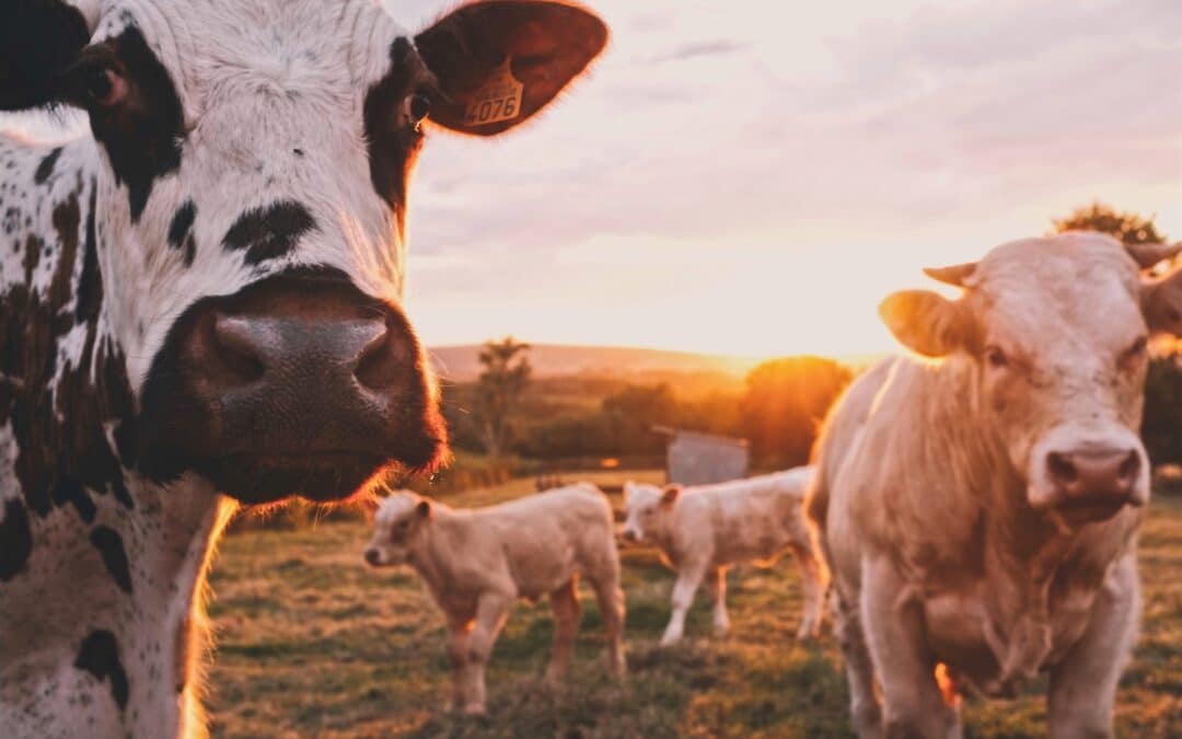 Les agriculteurs renvoient les canettes aux politiciens